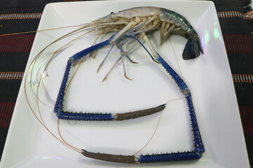 The Blue Elegance of a Solitary Freshwater Prawn — A Close-Up of Its Vibrant, Fanned-Out Tail in...
