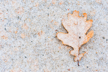Fallen oak leaf rests on snow-covered ground in winter landscape of Sweden showcasing nature's beauty and tranquility