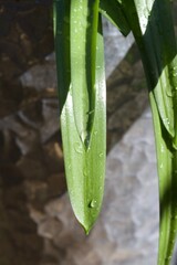 water drops on a leaf