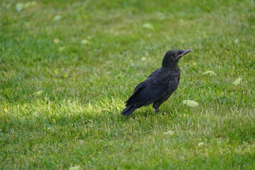Obraz premium Young Carrion crow (Corvus corone) in the Corvidae family. Hanover, Germany.