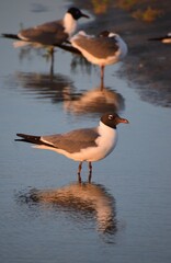 Laughing gull in Galveston Texas 