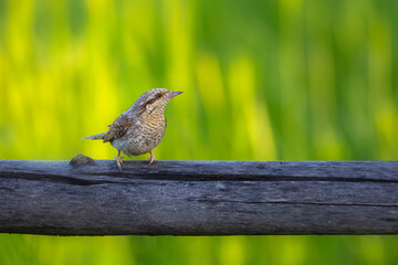 A different species of woodpecker.Nature background. Eurasian Wryneck. Jynx torquilla.