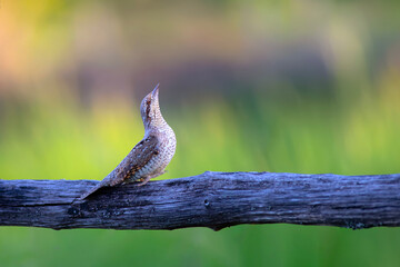 A different species of woodpecker.Nature background. Eurasian Wryneck. Jynx torquilla.
