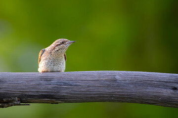 A different species of woodpecker.Nature background. Eurasian Wryneck. Jynx torquilla.