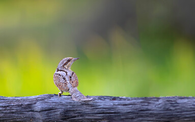 A different species of woodpecker.Nature background. Eurasian Wryneck. Jynx torquilla.