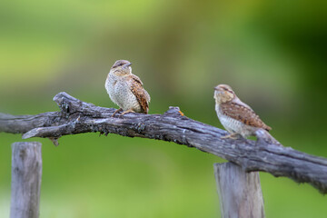 A different species of woodpecker.Nature background. Eurasian Wryneck. Jynx torquilla.