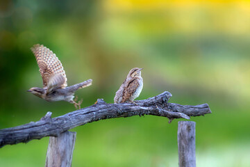 A different species of woodpecker.Nature background. Eurasian Wryneck. Jynx torquilla.