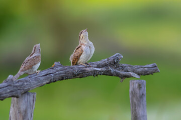 A different species of woodpecker.Nature background. Eurasian Wryneck. Jynx torquilla.