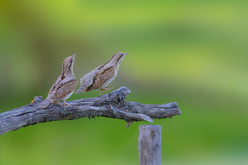 A different species of woodpecker.Nature background. Eurasian Wryneck. Jynx torquilla.