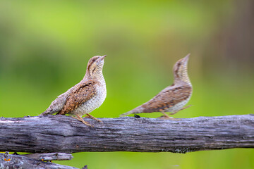 A different species of woodpecker.Nature background. Eurasian Wryneck. Jynx torquilla.