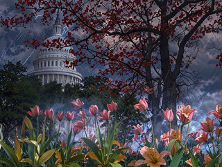 United States capital dome with blossoming trees and tulip flowers in a lightning storm