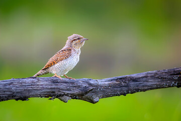 A different species of woodpecker.Nature background. Eurasian Wryneck. Jynx torquilla.