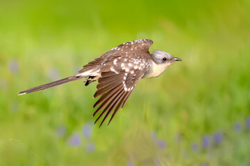 Cuckoo. Great Spotted Cuckoo. Clamator glandarius. Nature background. 