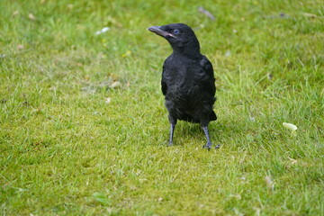 Young Carrion crow (Corvus corone) in the Corvidae family. Hanover, Germany.