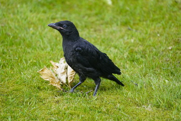 Young Carrion crow (Corvus corone) in the Corvidae family. Hanover, Germany.