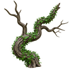 Obraz premium Twisted Tree with Ivy on Transparent Background