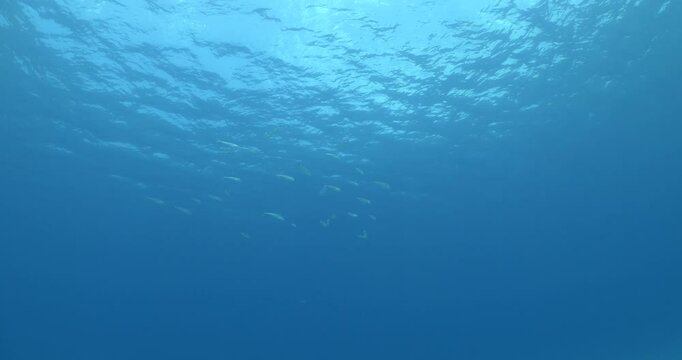 Lagocephalus sceleratus pufferfish school swim and look for food underwater