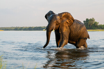 Close encounter with Elephants crossing the Chobe river between Namibia and Botswana in the late afternoon seen from a boat.