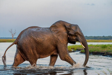 Close encounter with Elephants crossing the Chobe river between Namibia and Botswana in the late afternoon seen from a boat.