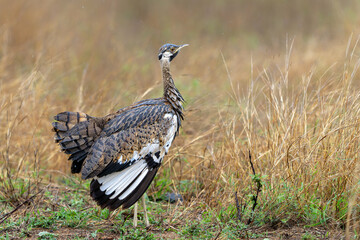 The black-bellied bustard (Lissotis melanogaster) showing courtship behavior in Kruger National...
