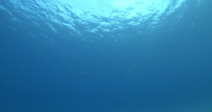 Lagocephalus sceleratus pufferfish school swim and look for food underwater