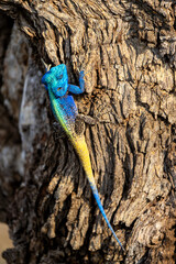 Southern tree agama (Acanthocercus atricollis) sitting in a tree in the Kruger National Park in South Africa