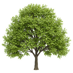 Obraz premium Realistic Green Tree Isolated on Transparent Background