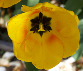 yellow tulip close up
