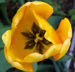 yellow tulip flower
