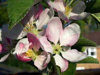 pink and white apple blossom