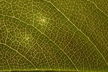 sunlight through a leaf