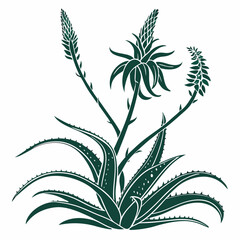 black and white aloe