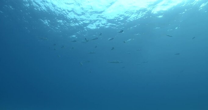 Lagocephalus sceleratus pufferfish school swim and look for food underwater