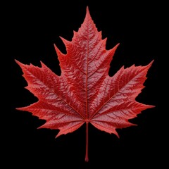 Naklejka premium A beautiful red maple leaf isolated on transparent background