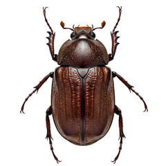 Brown Beetle Insect Isolated on Transparent Background

