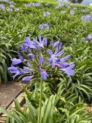 Flor morada divina en jardín