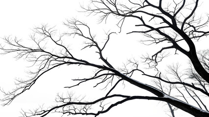 Fototapeta premium black white background silhouettes of bare tree
