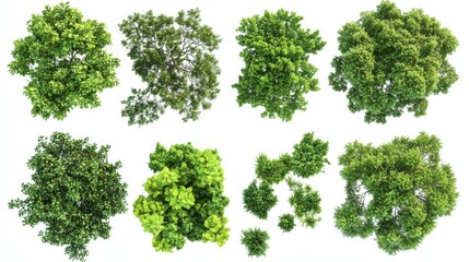 Collection of Lush Green Tree Canopies - Top-Down View for Nature Design , isolated on white background PNG