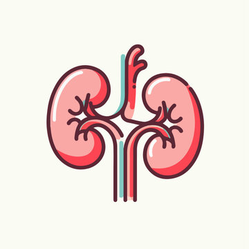 pink kidneys medical diagram clip art preview