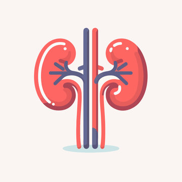 red kidneys medical anatomy graphic clip art preview
