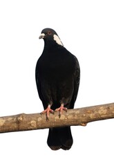 Black and white pigeon perched on a branch