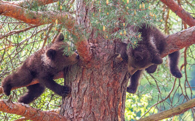 Bear cubs climbing in Romania
