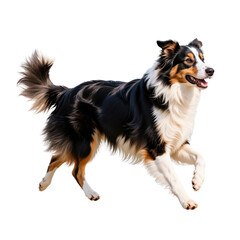 Tricolor australian shepherd dog running