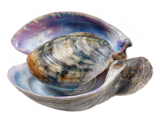 An iridescent quahog clam is open revealing its beautiful interior colors on a white background in a studio shot that is ready for seafood recipes.
