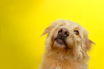 Curious dog portrait with a yellow background. Copy space