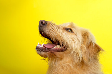Portrait in a yellow background. Happy dog with mouth open. Copy space