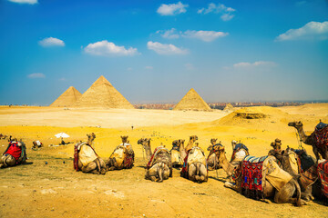 A group of camels adorned with colorful blankets sits before Egypt’s legendary pyramids, blending history and tradition.