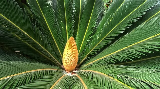 Strobilus of male cycad plant Cycas revoluta with yellow pollen in garden greenhouse