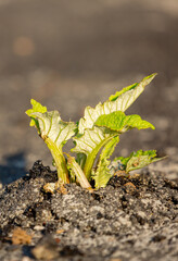 A plant sprout breaks through the asphalt. Strength and endurance in nature. The concept of business breakthrough, ideas and opportunities.