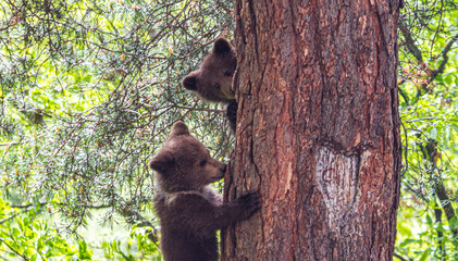 Bear cubs climbing in Romania